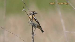 Whinchat  paapje [upl. by Chance]