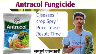 Bayer Antracol fungicide propineb 70 Wp antracol Hindi full details VideoBayer productफंगीसाइड [upl. by Wolsky843]