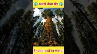 सबसे ऊंचा पेड़  Worlds Tallest Tree Hiperion  Explained In Hindi shorts facts [upl. by Laughry]