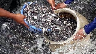 Million of Pangasius Fish Seeds are Catching From The Pond  World largest Pangas Fish Farming [upl. by Nuriel921]