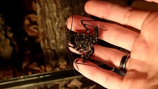 Tailless Whip Scorpion Setup amp Care  Geißelspinnen Terrarium amp Haltung [upl. by Xonk193]