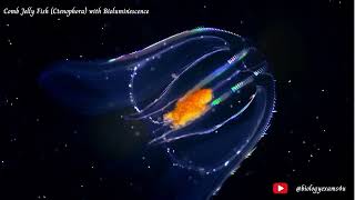 Comb Jelly Fish Ctenophora with Bioluminescence  Phylum Ctenophora Comb Jellies biologyexams4u [upl. by Atenaz]