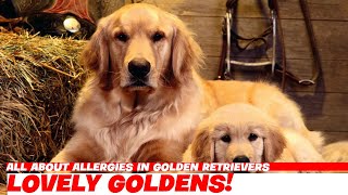 All About Allergies in Golden Retrievers [upl. by Jaeger]