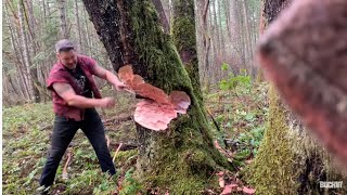 Logger  cutting down big tree with axe  tips [upl. by Ennovyhs]