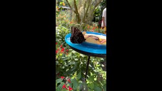 Butterflies at the Saint Louis Zoo [upl. by Ardnahcal]