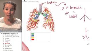 Respiratory system 6 Bronchi [upl. by Ronen]