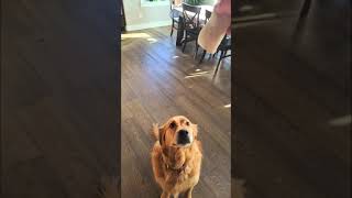 Dog tries to eat bean burrito but fails epicly Must See 🤣😂 [upl. by Nepets]