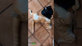 Twitching dreams அது ஒரு கனவு cat cute funny [upl. by Jesher]