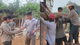 Go harvest rice from people  work as a laborer loading wood to earn extra income [upl. by Ayoral]