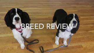 English Springer Spaniel Review [upl. by Bartosch]