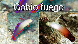 Gobios fuego y fuego purpura 2 especies para reef de menos de 100 litros [upl. by Amairam]