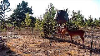 Oklahoma Whitetails Jumping the Fence Gardepro T5WF [upl. by Skvorak]