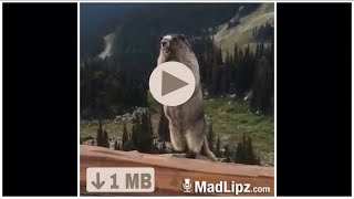 VIDEOZAPPI Video whatsapp marmotta che parla [upl. by Ynabla179]