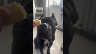 quotCane Corso Care Tips amp Training Guidequotcanecorso love recommendations training dog canecorso [upl. by Aisac]