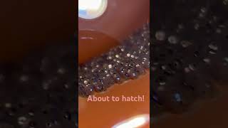 Clownfish eggs about to hatch [upl. by Ahsemrac]