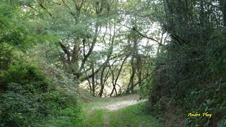 Matin dautomne sur un sentier du bois de la Barge le 28 septembre 2023 à Firminy [upl. by Hilly204]