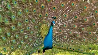 Peacock Dance Display  Peacocks Opening Feathers HD amp Bird Sound [upl. by Ji618]