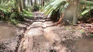 Toolangi Rainforest  Narbethong Black Spur Hotel [upl. by Attenol458]