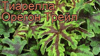 Тиарелла сердцелистная Орегон Трейл tiarella 🌿 обзор как сажать рассада тиареллы Орегон Трейл [upl. by Aztilem]