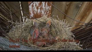 Robin Babies From Eggs to Flying [upl. by Amadus995]