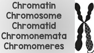 What is Chromatin ChromosomeChromatidChromonemataChromomere [upl. by Klimesh]