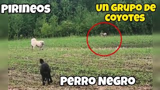 Gran Pirineo y su amigo se encuentran con un Grupo de Coyotes [upl. by Oilisab]