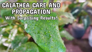 CALATHEA MUSAICA CARE AND PROPAGATION WITH SURPRISING RESULTS [upl. by Jules886]