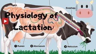 How milk Is Produced in Cow Dairy Physiology Mamogenesis by Nepaliagriboy [upl. by Bertero]