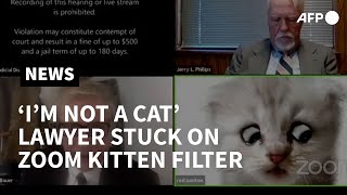 Im not a cat Lawyer cant turn off kitten filter in Zoom court hearing  AFP [upl. by Anawot429]