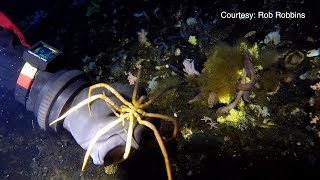 Giant sea spiders use their legs as gills and their guts as hearts [upl. by Annoyed742]