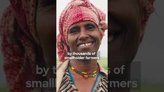 How smallholder farmers transformed Ethiopia’s wheat production [upl. by Marchall]