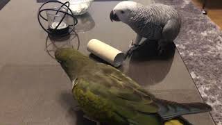 Patagonian conure and African grey playing [upl. by Fayth]