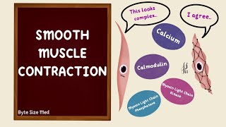 Smooth Muscle Contraction  Excitation Contraction Coupling  Nerve Muscle Physiology [upl. by Cirdet]