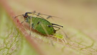 Aphid Live Birth  Macro Video  Photography  Panasonic  Raynox  Macro Shots [upl. by Stacy]