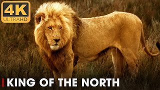 Legendary Lion king SIMBA and His Five Sons Full Stories  Nature Animal Documentary [upl. by Jamnes]