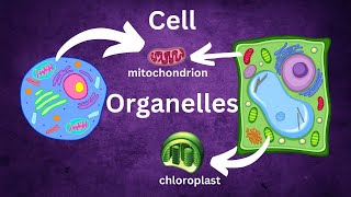 Understanding Cells Organelles and Their Functions [upl. by Halyk]