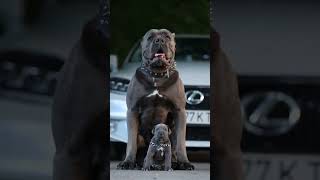 Cane Corso Dog Obedience Fast amp Impressive dog canecorso pettraining [upl. by Eniahpets409]