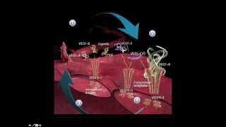 Bevacizumab información para pacientes [upl. by Einad]