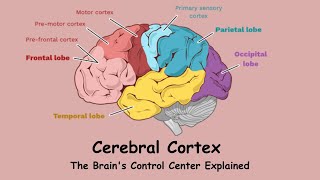 The Cerebral Cortex The Brains Control Center Explained [upl. by Rhyne]