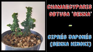 Chamaecyparis Obtusa sekka  Ciprés Japonés  Sekka Hinoki [upl. by Rexfourd259]