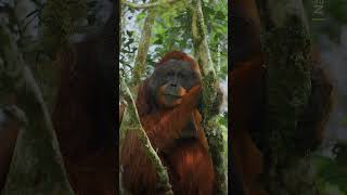 Did you know that the Malay word orangutan means quotperson of the forestquot 🦧 Shorts Orangutan [upl. by Peirsen]