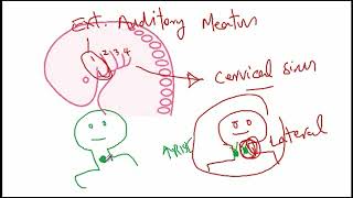 USMLE ACE Video 134 Thyroglossal Duct Cyst vs Branchial Cleft Cyst [upl. by Nivlac]