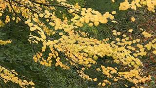 Cercidiphyllum japonicum [upl. by Brodeur181]