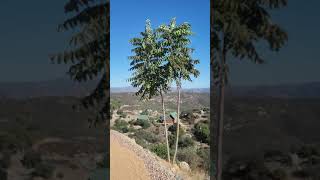 Cutting down the tree of heaven Ailanthus altissima [upl. by Yleve]