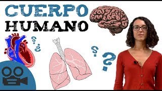 Sistemas de cuerpo HUMANO  Órganos del cuerpo [upl. by Favrot]