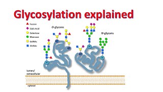 Glycobiology  Glycosylation of proteins  Factors affecting glycosylation [upl. by Clothilde]