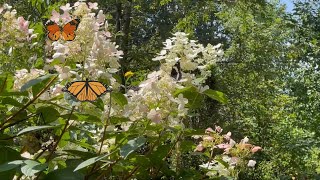 White Admiral Butterfly [upl. by Virgil562]