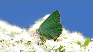 callophrys rubi  butterflies of Greece [upl. by Edwine]