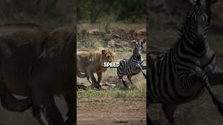 zebras unique traits that help them escape lions 🦓 zebra lions nature wildlife facts [upl. by Ellehsar]