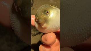 Puffer fish ❤️  Fish farming subscribemychannel shorts viralshorts [upl. by Ailiec884]